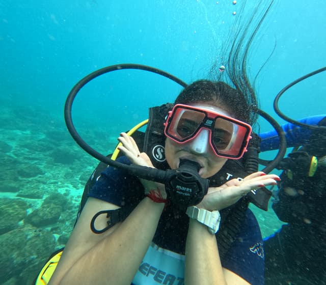 Dolphins swimming together