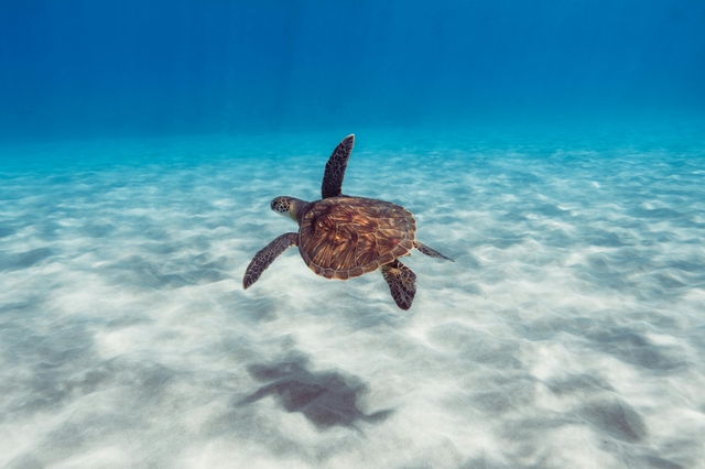 Sea Turtle underwater