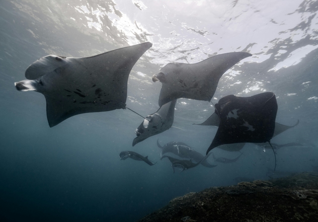 Manta Rays Under Water